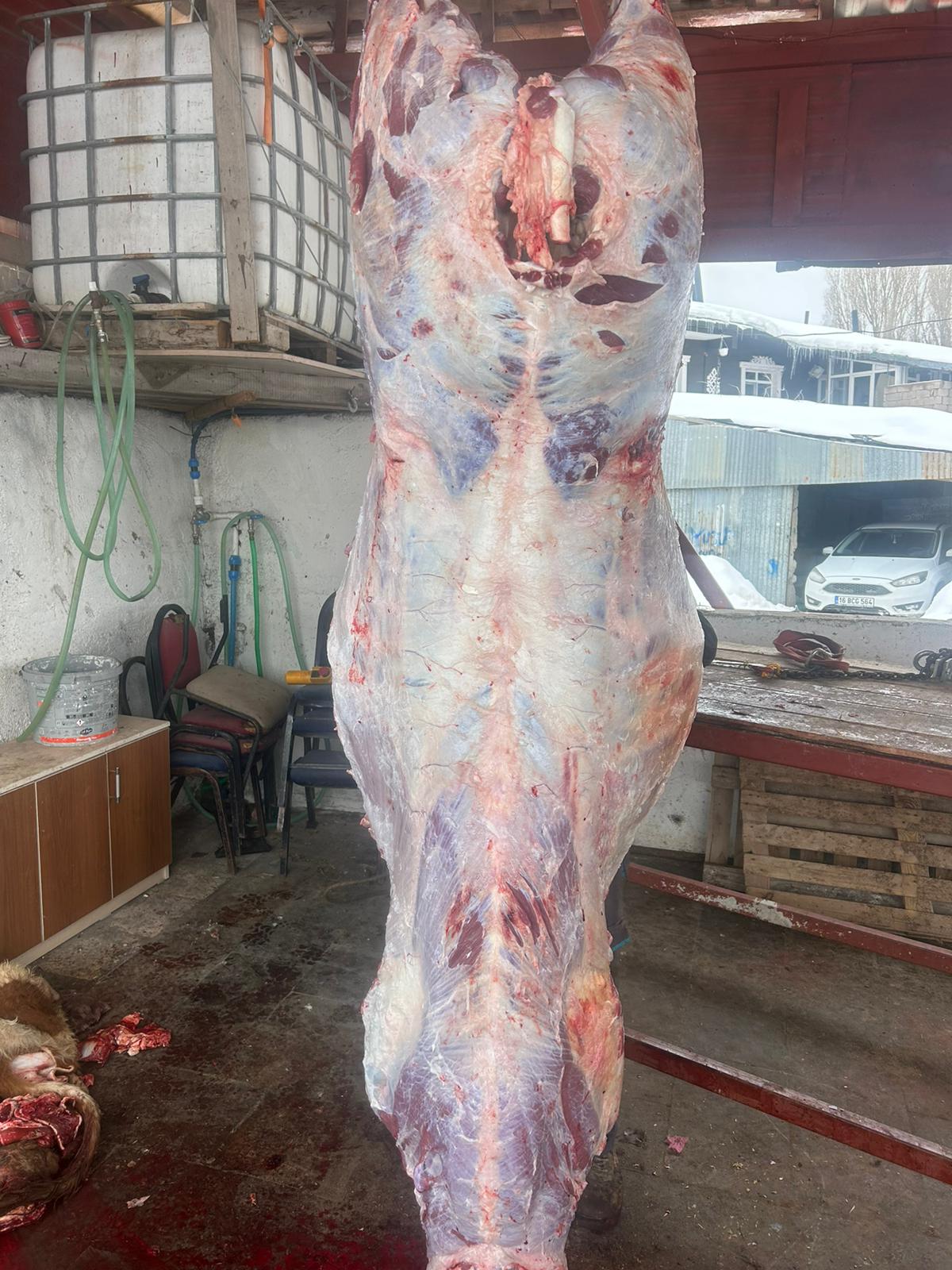 Kanarya Hayvancılık